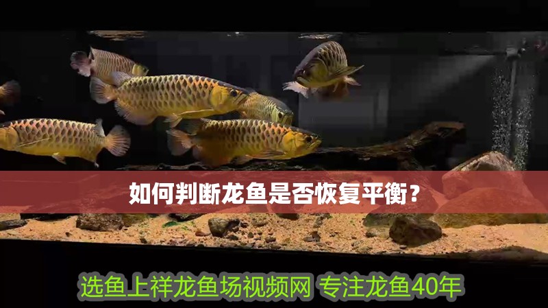 如何判斷龍魚是否恢復(fù)平衡？