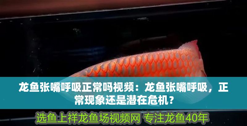龍魚張嘴呼吸正常嗎視頻：龍魚張嘴呼吸，正常現象還是潛在危機？