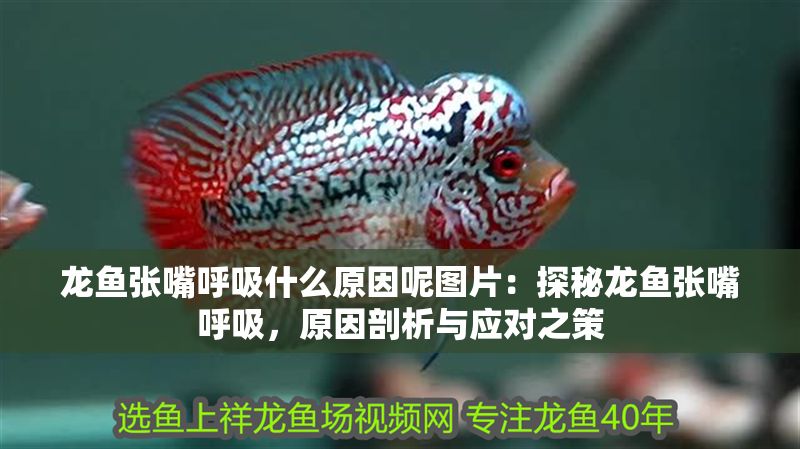 龍魚張嘴呼吸什么原因呢圖片：探秘龍魚張嘴呼吸，原因剖析與應對之策