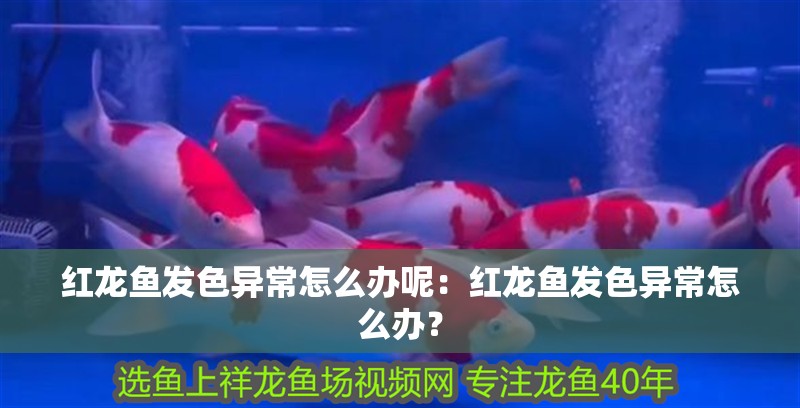 紅龍魚發色異常怎么辦呢：紅龍魚發色異常怎么辦？
