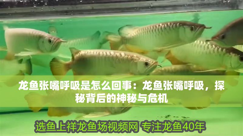 龍魚張嘴呼吸是怎么回事：龍魚張嘴呼吸，探秘背后的神秘與危機