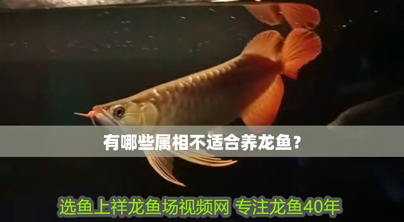 有哪些屬相不適合養龍魚？