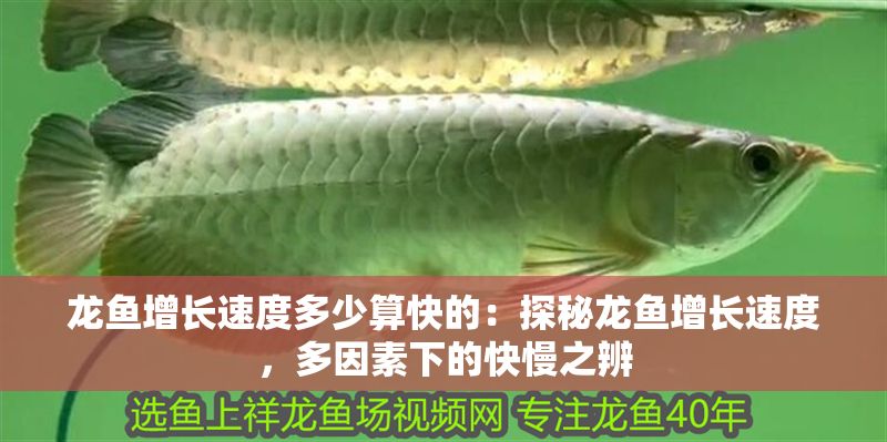 龍魚增長速度多少算快的：探秘龍魚增長速度，多因素下的快慢之辨
