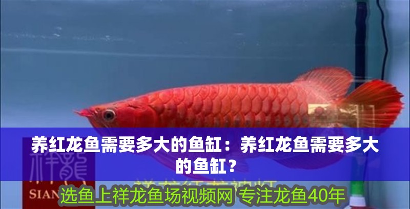 養紅龍魚需要多大的魚缸：養紅龍魚需要多大的魚缸？