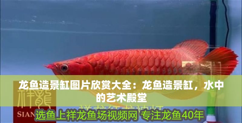 龍魚造景缸圖片欣賞大全：龍魚造景缸，水中的藝術殿堂 龍魚造景缸圖片欣賞大全：龍魚造景缸，水中的藝術殿堂 龍魚百科 第1張