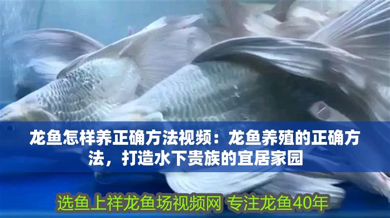 龍魚怎樣養(yǎng)正確方法視頻：龍魚養(yǎng)殖的正確方法，打造水下貴族的宜居家園