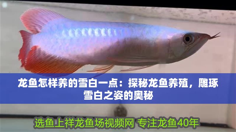 龍魚怎樣養(yǎng)的雪白一點：探秘龍魚養(yǎng)殖，雕琢雪白之姿的奧秘