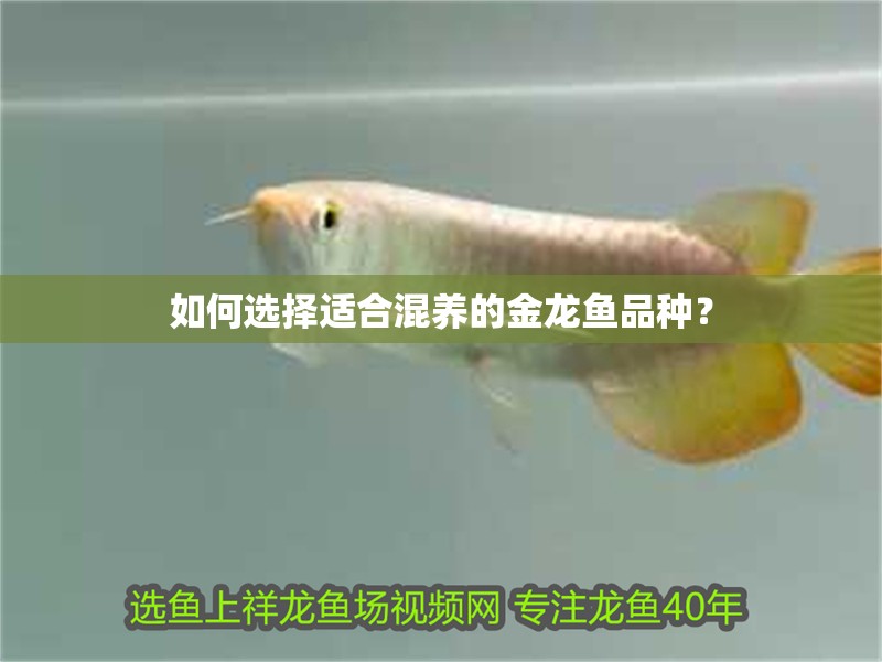 如何選擇適合混養(yǎng)的金龍魚品種？ 如何選擇適合混養(yǎng)的金龍魚品種？ 龍魚百科