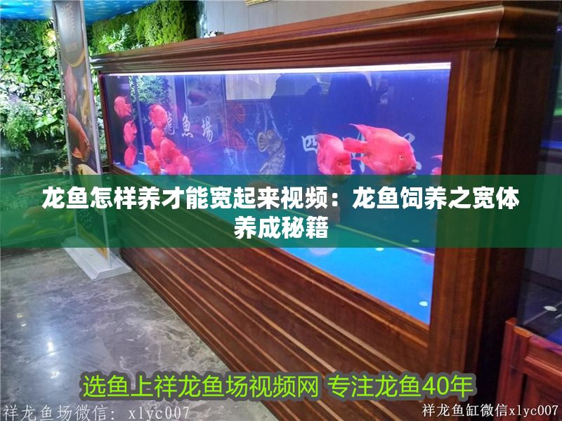 龍魚怎樣養(yǎng)才能寬起來視頻：龍魚飼養(yǎng)之寬體養(yǎng)成秘籍 龍魚怎樣養(yǎng)才能寬起來視頻：龍魚飼養(yǎng)之寬體養(yǎng)成秘籍 龍魚百科 第1張