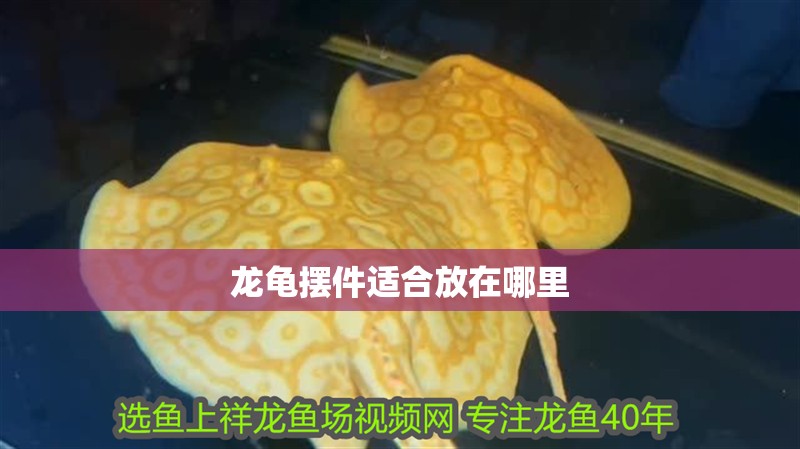龍龜擺件適合放在哪里 龍龜擺件適合放在哪里 龍魚百科