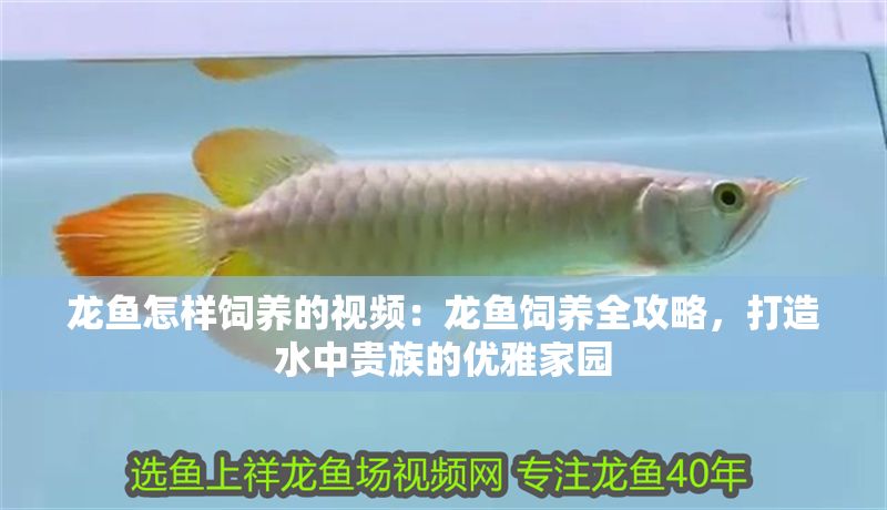 龍魚怎樣飼養的視頻：龍魚飼養全攻略，打造水中貴族的優雅家園