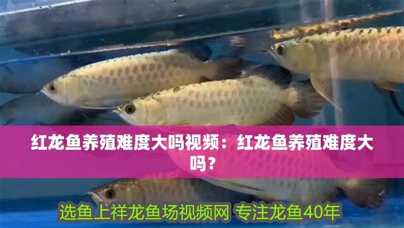 紅龍魚養殖難度大嗎視頻：紅龍魚養殖難度大嗎？