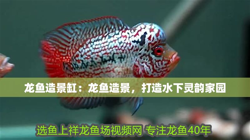 龍魚造景缸：龍魚造景，打造水下靈韻家園