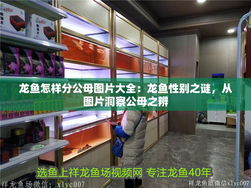 龍魚(yú)怎樣分公母圖片大全：龍魚(yú)性別之謎，從圖片洞察公母之辨