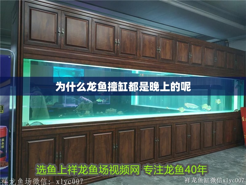 為什么龍魚撞缸都是晚上的呢