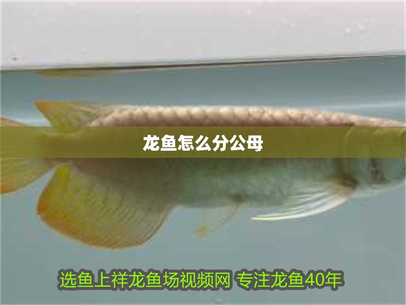 龍魚怎么分公母 龍魚怎么分公母 龍魚百科