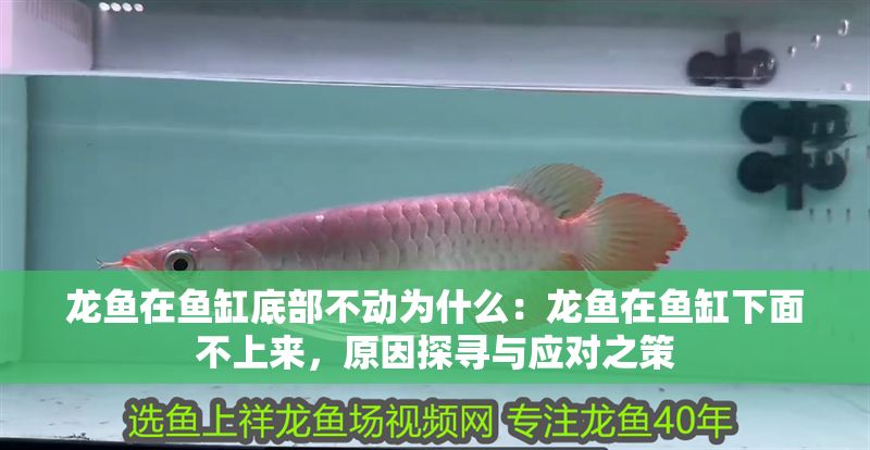 龍魚(yú)在魚(yú)缸底部不動(dòng)為什么：龍魚(yú)在魚(yú)缸下面不上來(lái)，原因探尋與應(yīng)對(duì)之策