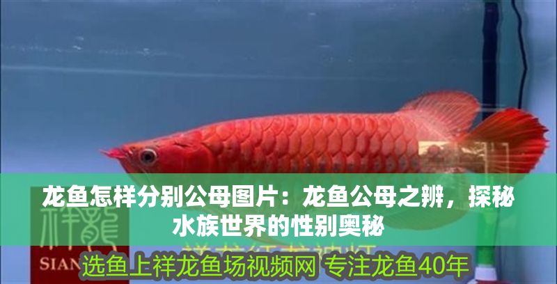 龍魚怎樣分別公母圖片：龍魚公母之辨，探秘水族世界的性別奧秘