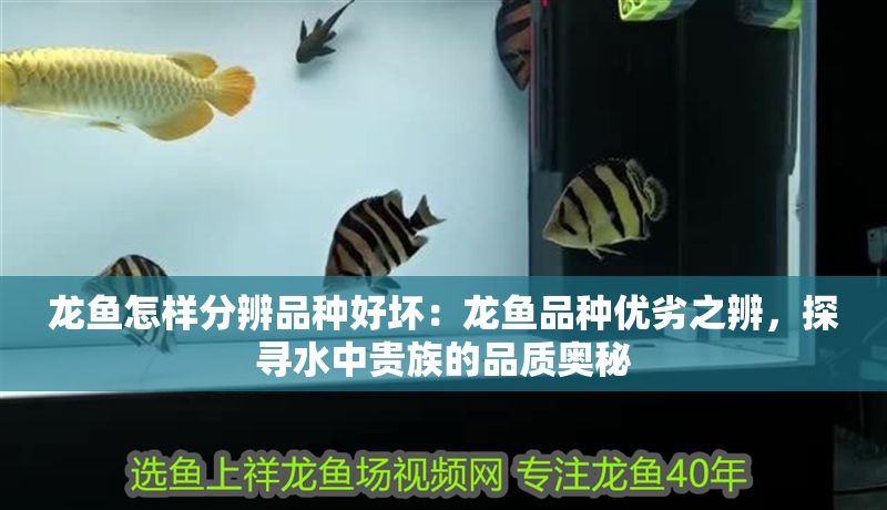 龍魚怎樣分辨品種好壞：龍魚品種優劣之辨，探尋水中貴族的品質奧秘