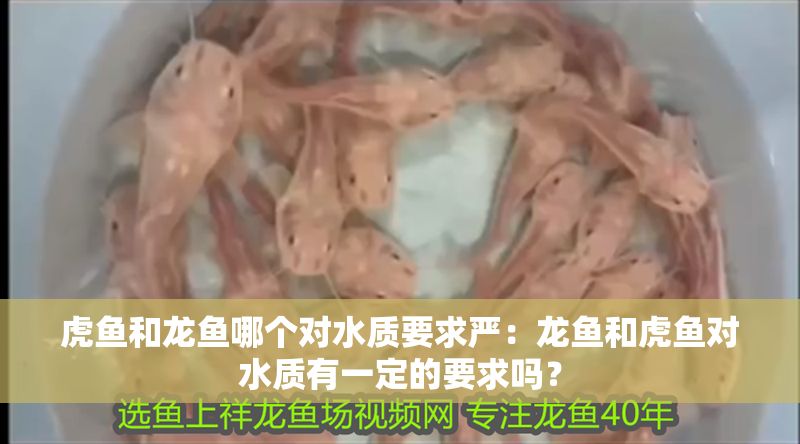虎魚和龍魚哪個對水質要求嚴：龍魚和虎魚對水質有一定的要求嗎？