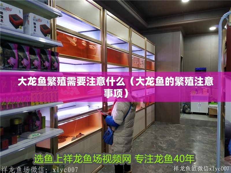 大龍魚繁殖需要注意什么（大龍魚的繁殖注意事項）