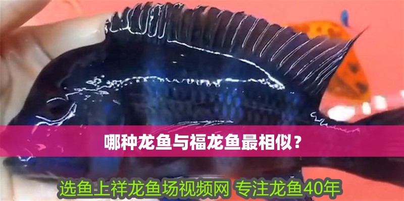 哪種龍魚與福龍魚最相似？ 哪種龍魚與福龍魚最相似？ 龍魚百科