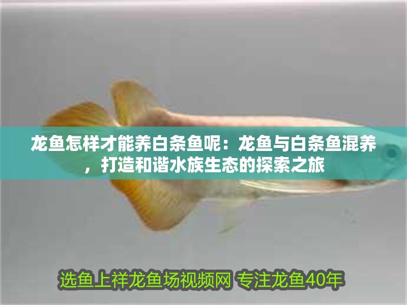 龍魚怎樣才能養(yǎng)白條魚呢：龍魚與白條魚混養(yǎng)，打造和諧水族生態(tài)的探索之旅 龍魚怎樣才能養(yǎng)白條魚呢：龍魚與白條魚混養(yǎng)，打造和諧水族生態(tài)的探索之旅 龍魚百科 第1張