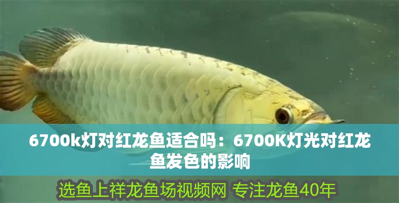 6700k燈對紅龍魚適合嗎：6700K燈光對紅龍魚發色的影響