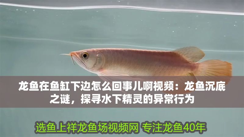 龍魚在魚缸下邊怎么回事兒啊視頻：龍魚沉底之謎，探尋水下精靈的異常行為