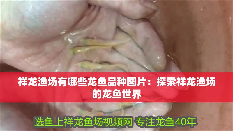 祥龍漁場(chǎng)有哪些龍魚(yú)品種圖片：探索祥龍漁場(chǎng)的龍魚(yú)世界