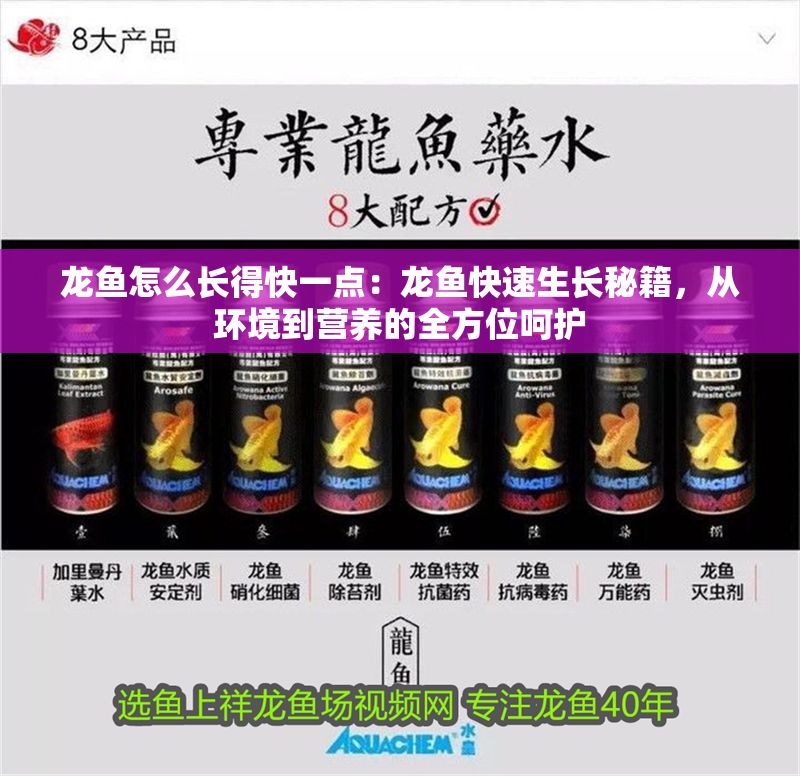 龍魚怎么長得快一點：龍魚快速生長秘籍，從環境到營養的全方位呵護