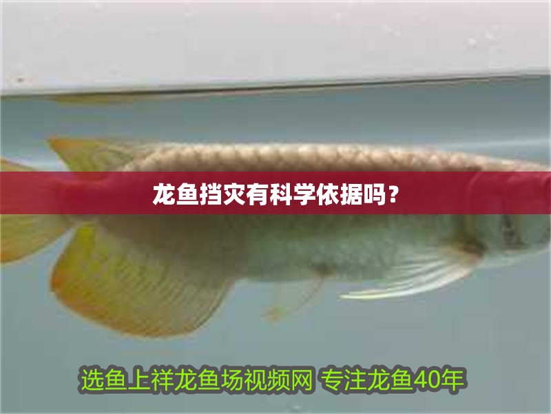 龍魚擋災(zāi)有科學(xué)依據(jù)嗎？