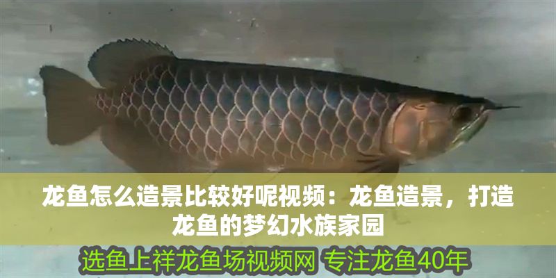 龍魚怎么造景比較好呢視頻：龍魚造景，打造龍魚的夢幻水族家園