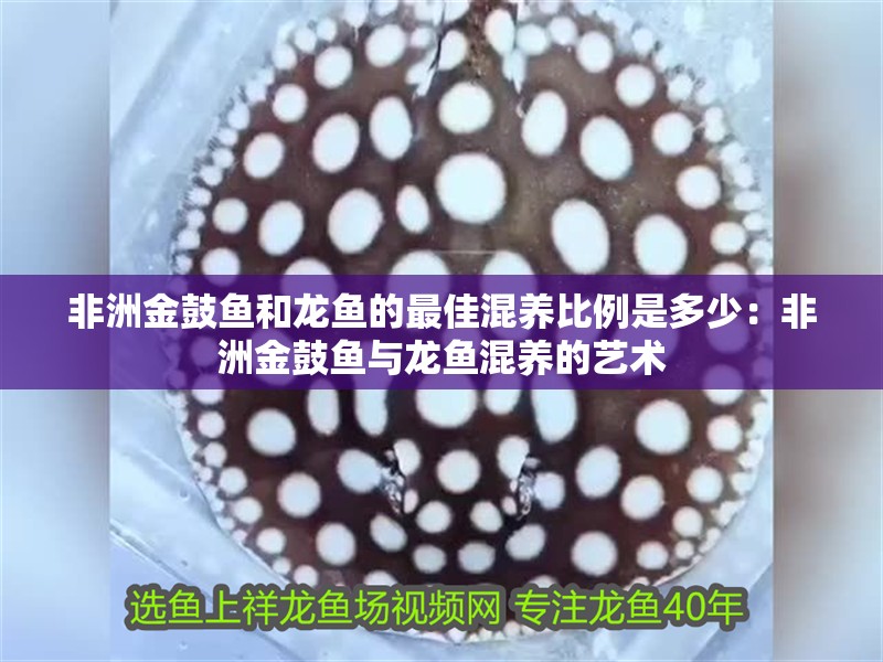 非洲金鼓魚和龍魚的最佳混養(yǎng)比例是多少：非洲金鼓魚與龍魚混養(yǎng)的藝術(shù)