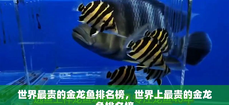 世界最貴的金龍魚排名榜，世界上最貴的金龍魚排名榜 世界最貴的金龍魚排名榜，世界上最貴的金龍魚排名榜 龍魚百科 第2張