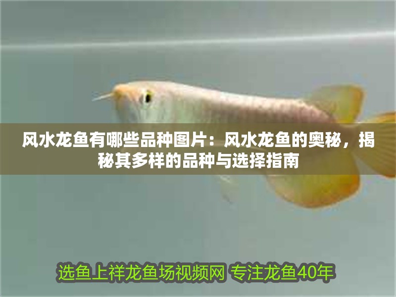 風水龍魚有哪些品種圖片：風水龍魚的奧秘，揭秘其多樣的品種與選擇指南