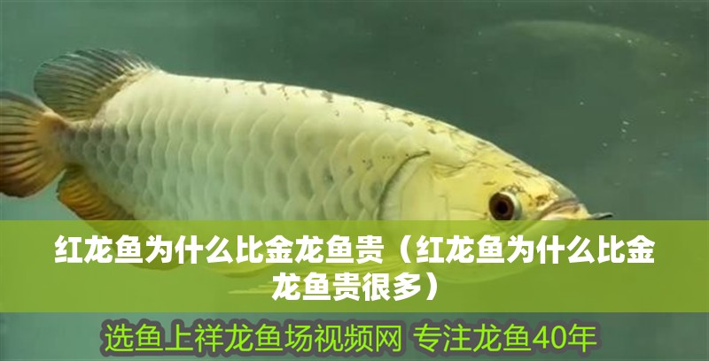 紅龍魚為什么比金龍魚貴（紅龍魚為什么比金龍魚貴很多）