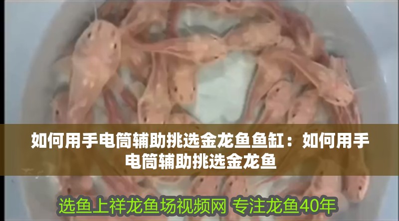 如何用手電筒輔助挑選金龍魚魚缸：如何用手電筒輔助挑選金龍魚