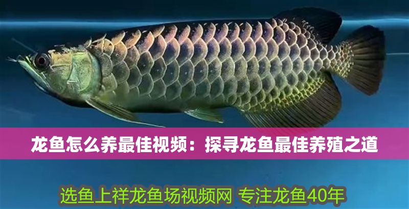 龍魚怎么養(yǎng)最佳視頻：探尋龍魚最佳養(yǎng)殖之道