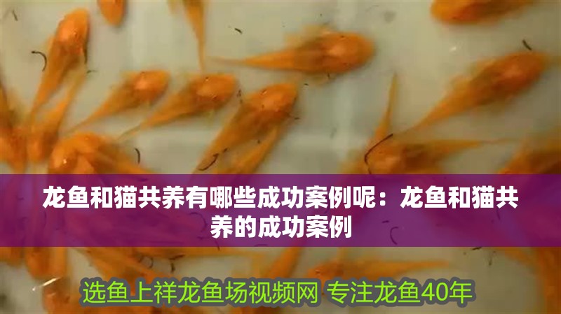 龍魚和貓共養有哪些成功案例呢：龍魚和貓共養的成功案例