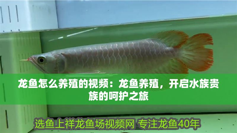 龍魚怎么養(yǎng)殖的視頻：龍魚養(yǎng)殖，開啟水族貴族的呵護(hù)之旅