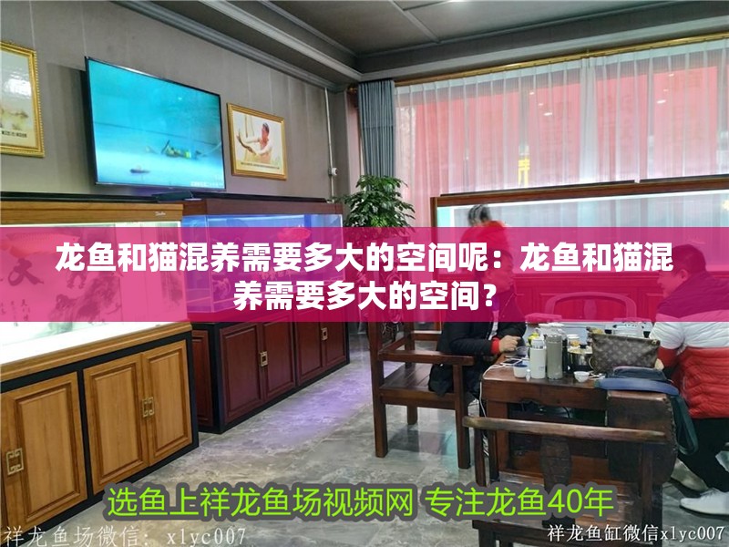 龍魚怕什么 龍魚和貓混養需要多大的空間呢:龍魚和貓混養需要多大的空間? 水族問答 龍魚和貓混養需要多大的空間呢:龍魚和貓混養需要多大的空間? 龍魚和貓混養需要多大的空間呢:龍魚和貓混養需要多大的空間? 水族問答