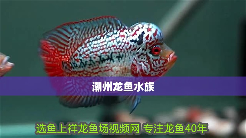<strong><mark>潮州</mark></strong>龍魚(yú)水族
