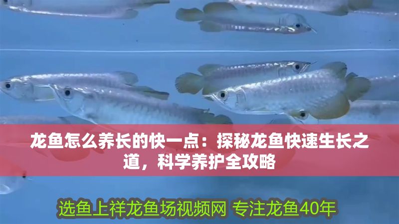 龍魚怎么養長的快一點：探秘龍魚快速生長之道，科學養護全攻略