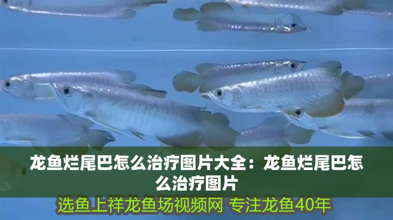 龍魚爛尾巴怎么治療圖片大全：龍魚爛尾巴怎么治療圖片