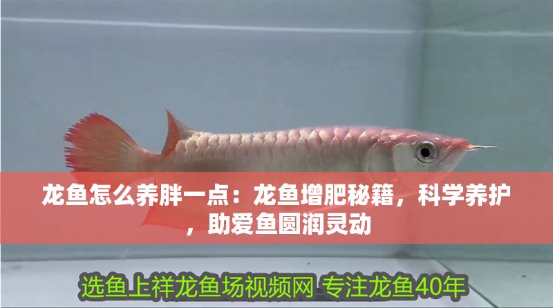 龍魚怎么養(yǎng)胖一點：龍魚增肥秘籍，科學(xué)養(yǎng)護(hù)，助愛魚圓潤靈動