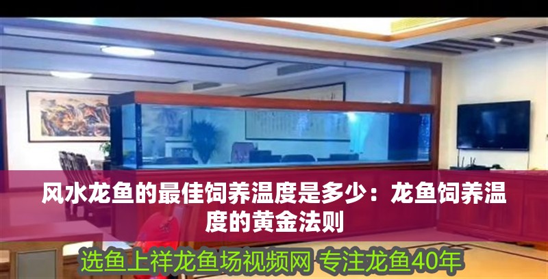 風(fēng)水龍魚的最佳飼養(yǎng)溫度是多少：龍魚飼養(yǎng)溫度的黃金法則