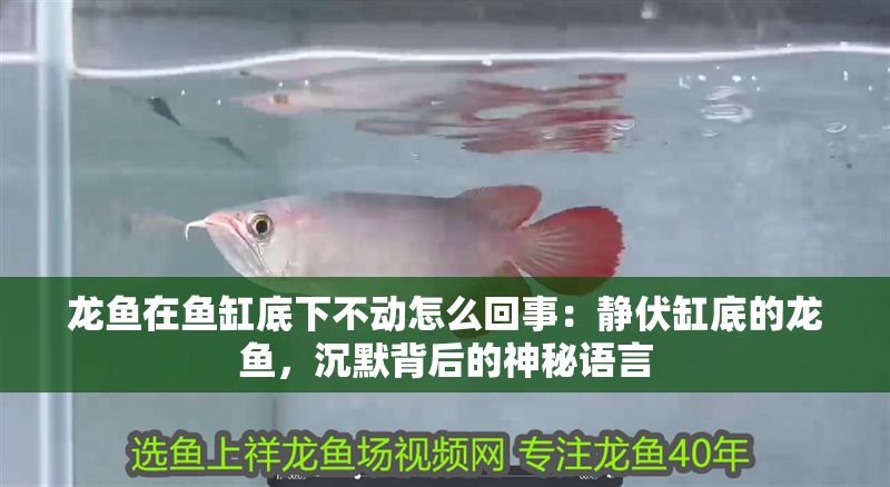 龍魚在魚缸底下不動(dòng)怎么回事：靜伏缸底的龍魚，沉默背后的神秘語(yǔ)言