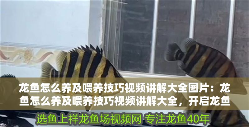 龍魚怎么養及喂養技巧視頻講解大全圖片：龍魚怎么養及喂養技巧視頻講解大全，開啟龍魚飼養的奇妙之旅