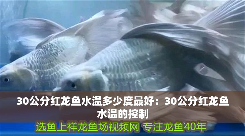 30公分紅龍魚水溫多少度最好：30公分紅龍魚水溫的控制